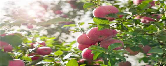 红富士苹果亩产（红富士苹果亩产量一般多少斤）
