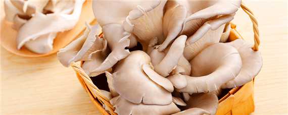 种植平菇的配料方法 种植平菇的配料方法有哪些