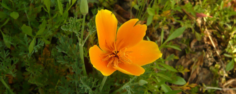 花菱草种子怎么种 花菱草幼苗