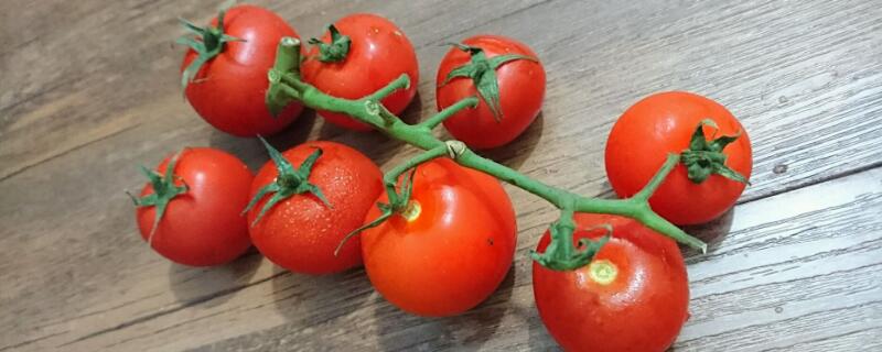 番茄种植技术 番茄种植技术和管理技术视频