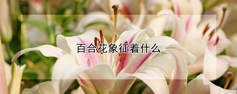 百合花象征着什么（百合花象征着什么意义）