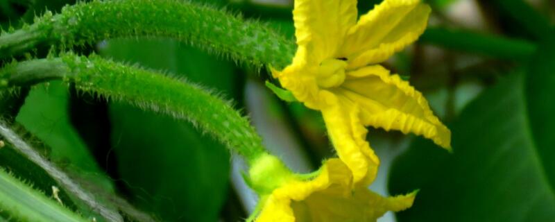顶花小黄瓜是什么品种 黄瓜顶端的小黄花是属于什么花