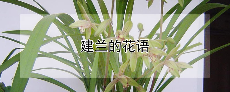 建兰的花语（建兰花的花语）