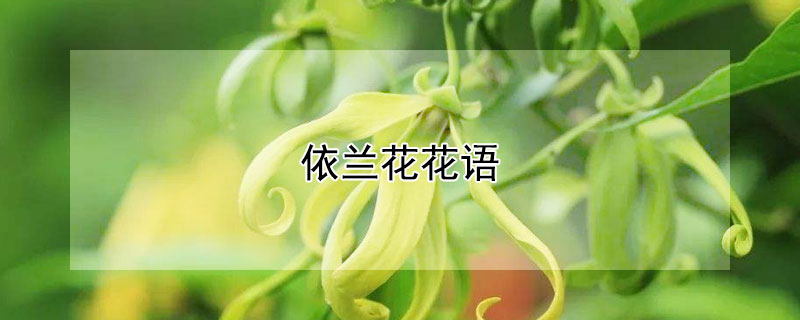 依兰花花语 依兰花的花语和寓意是什么