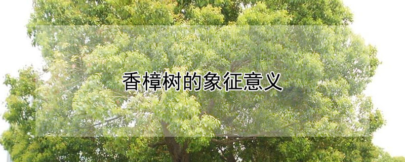 香樟树的象征意义（香樟树意寓什么）