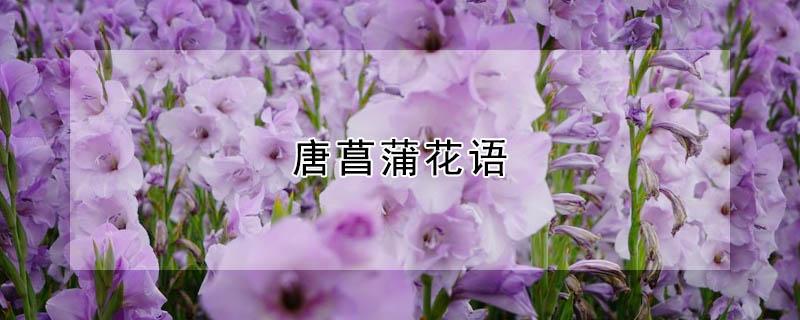 唐菖蒲花语（唐菖蒲花语是什么）