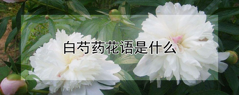 白芍药花语是什么 白花芍药花语