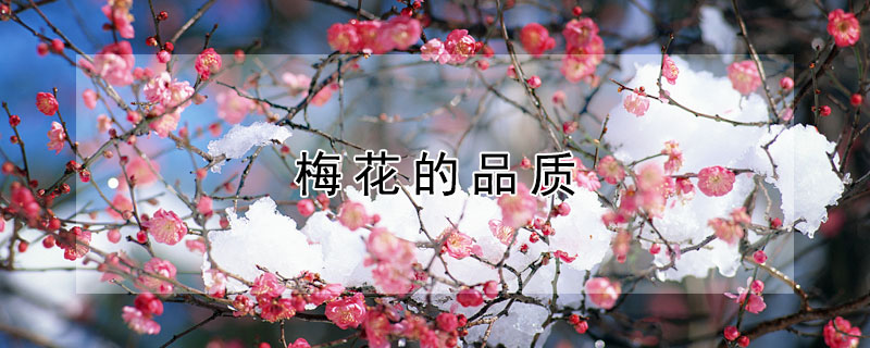 梅花的品质（梅花的品质和象征意义）