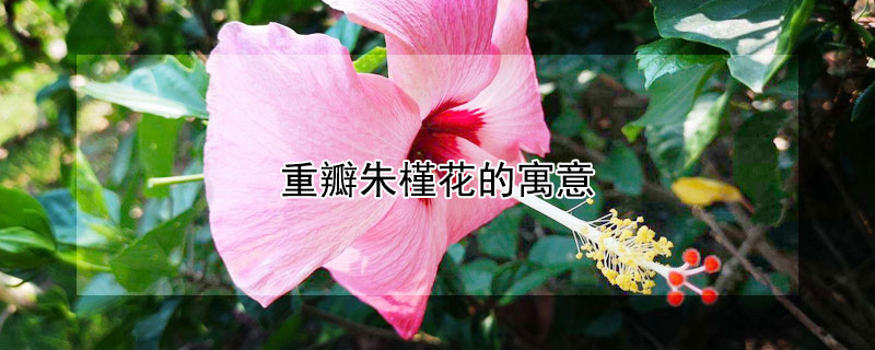 重瓣朱槿花的寓意 重瓣朱槿是什么花,寓意是什么?