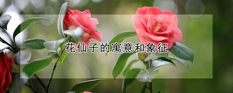 花仙子的寓意和象征 花仙子的寓意和象征动画片