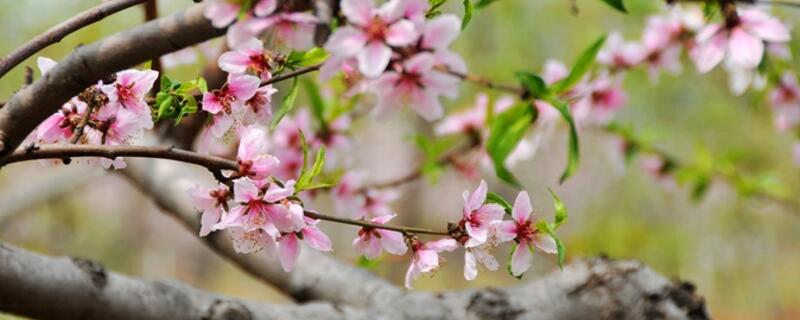 桃树开花能浇水吗 桃树开花前浇水还是开花后浇水