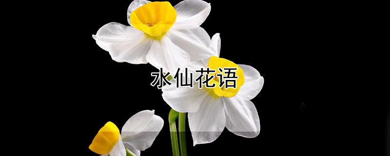 水仙花语 水仙花语寓意象征