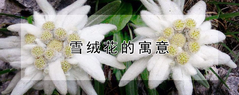 雪绒花的寓意（雪绒花的寓意和情感）