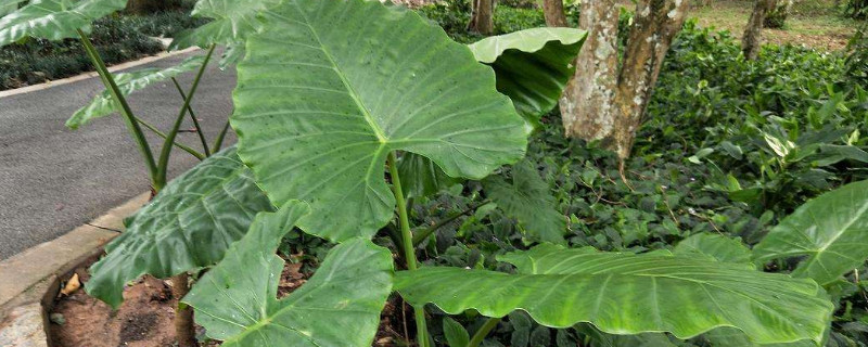 大野芋怎样盆养（大野芋盆栽）