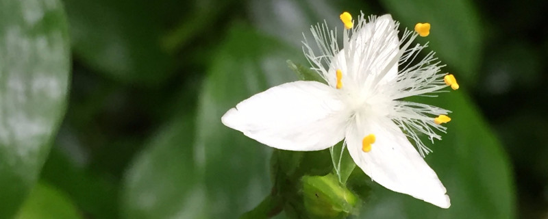 白花紫露草水养方法（白花紫露草可以水养吗）