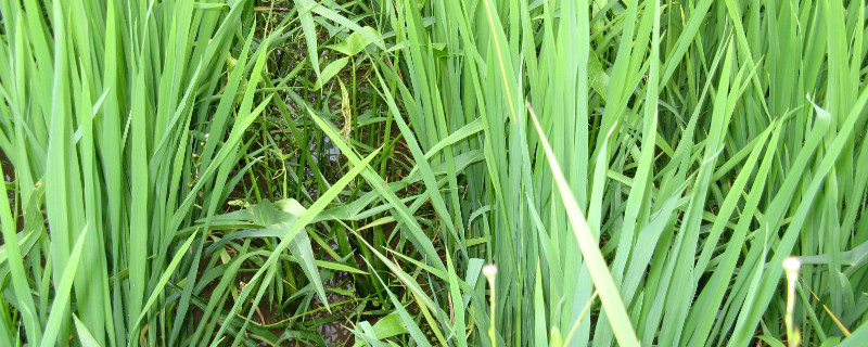 荸荠无土种植 荸荠可以旱地种植吗