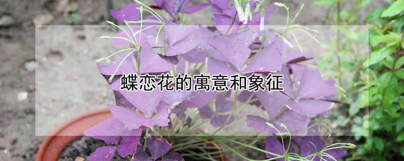 蝶恋花的寓意和象征 蝶恋花的花语和寓意