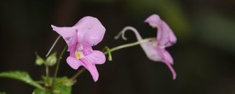 凤仙花如何打顶 凤仙花怎么压枝?