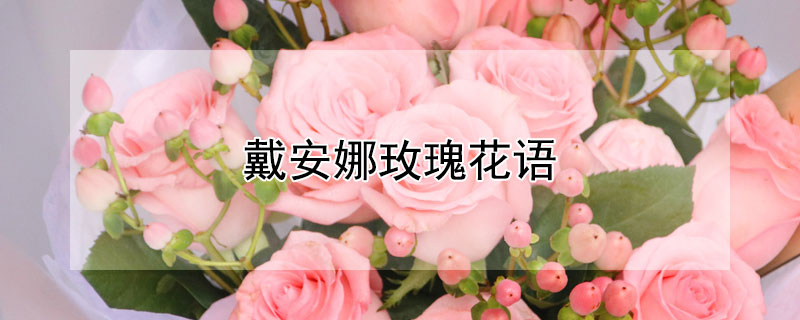 戴安娜玫瑰花语（戴安娜玫瑰花语含蓄）