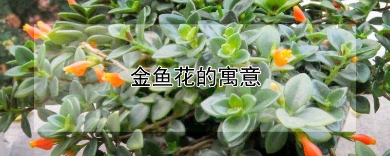 金鱼花的寓意（金鱼花的寓意是什么）