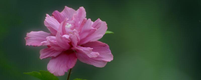 北方家里木槿花怎么养 北方家里木槿花怎么养越冬