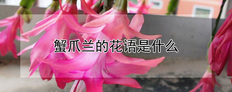 蟹爪兰的花语是什么（蟹爪兰的花语是什么意思）