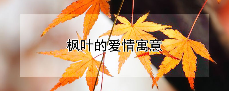 枫叶的爱情寓意 枫叶的爱情寓意是什么