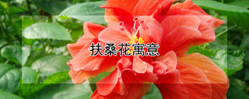 扶桑花寓意（扶桑花寓意代表什么）