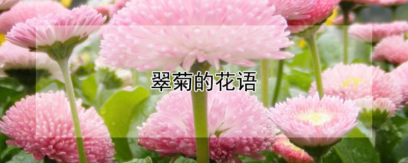 翠菊的花语 翠菊的花语是什么?