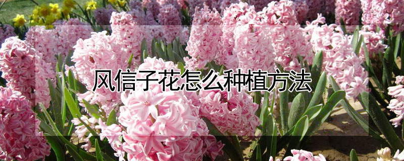 风信子花怎么种植方法（风信子怎么种植方法风信子啥时候种）