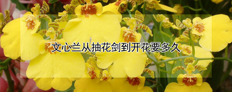 文心兰从抽花剑到开花要多久（文心兰开完花后花剑要剪掉吗）