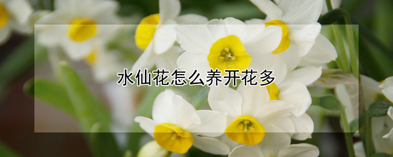 水仙花怎么养开花多 水仙花怎么养开花