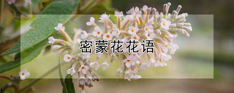 密蒙花花语 密蒙花又名