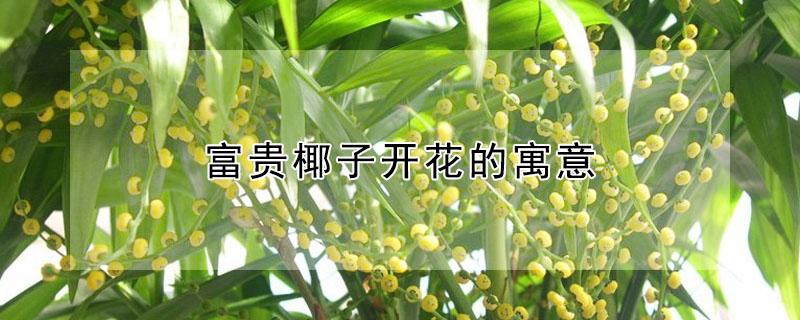 富贵椰子开花的寓意（富贵椰子有什么寓意）