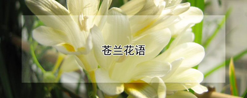 苍兰花语（苍雪兰花语）