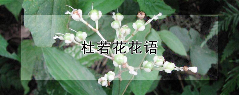 杜若花花语（杜若 花语）