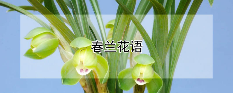 春兰花语 春兰花语梦