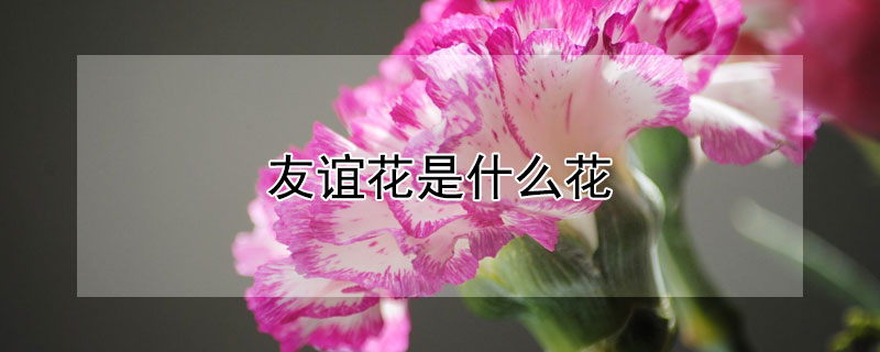 友谊花是什么花 友谊花是什么花?