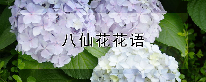 八仙花花语（八仙花花语花意）