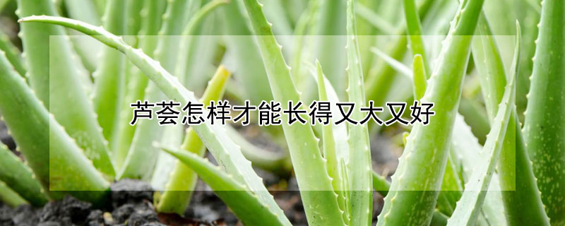 芦荟怎样才能长得又大又好（芦荟怎么养长得快又好）