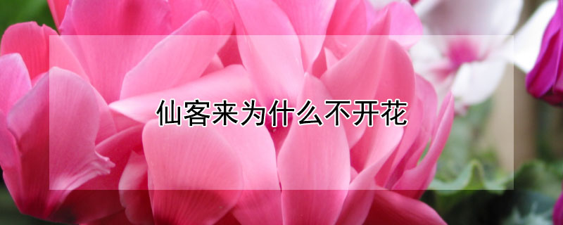 仙客来为什么不开花（仙客来为什么不开花光长叶子）