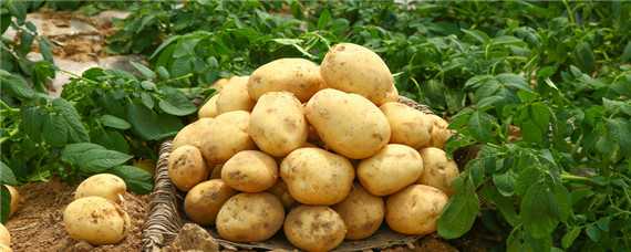 土豆最佳的种植方法（土豆最佳的种植方法 时间）