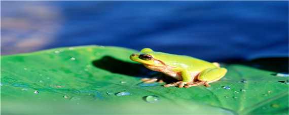 养青蛙一亩一年产量 养一亩青蛙要多少成本