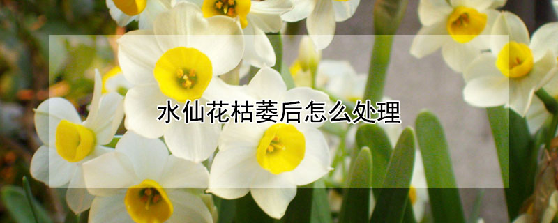 水仙花枯萎后怎么处理 水仙花枯叶怎么办