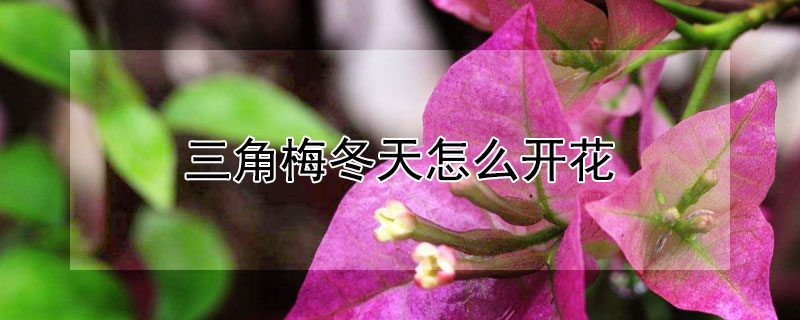 三角梅冬天怎么开花（三角梅冬天开花怎么办）