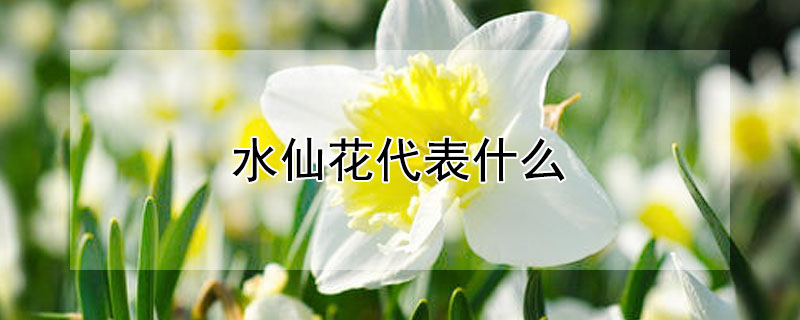 水仙花代表什么（水仙花代表什么主题）