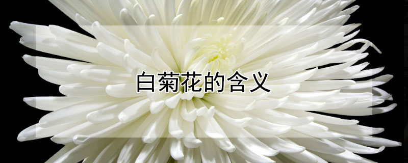 白菊花的含义（白菊花的含义和花语）