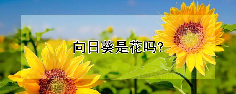 向日葵是花吗?（向日葵是一种花吗）