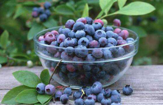蓝莓浆果的功效与作用，吃蓝莓浆果的好处