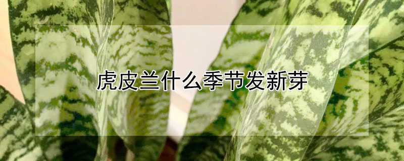 虎皮兰什么季节发新芽（虎皮兰什么时候发芽,长的快吗）